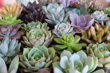 Assorted