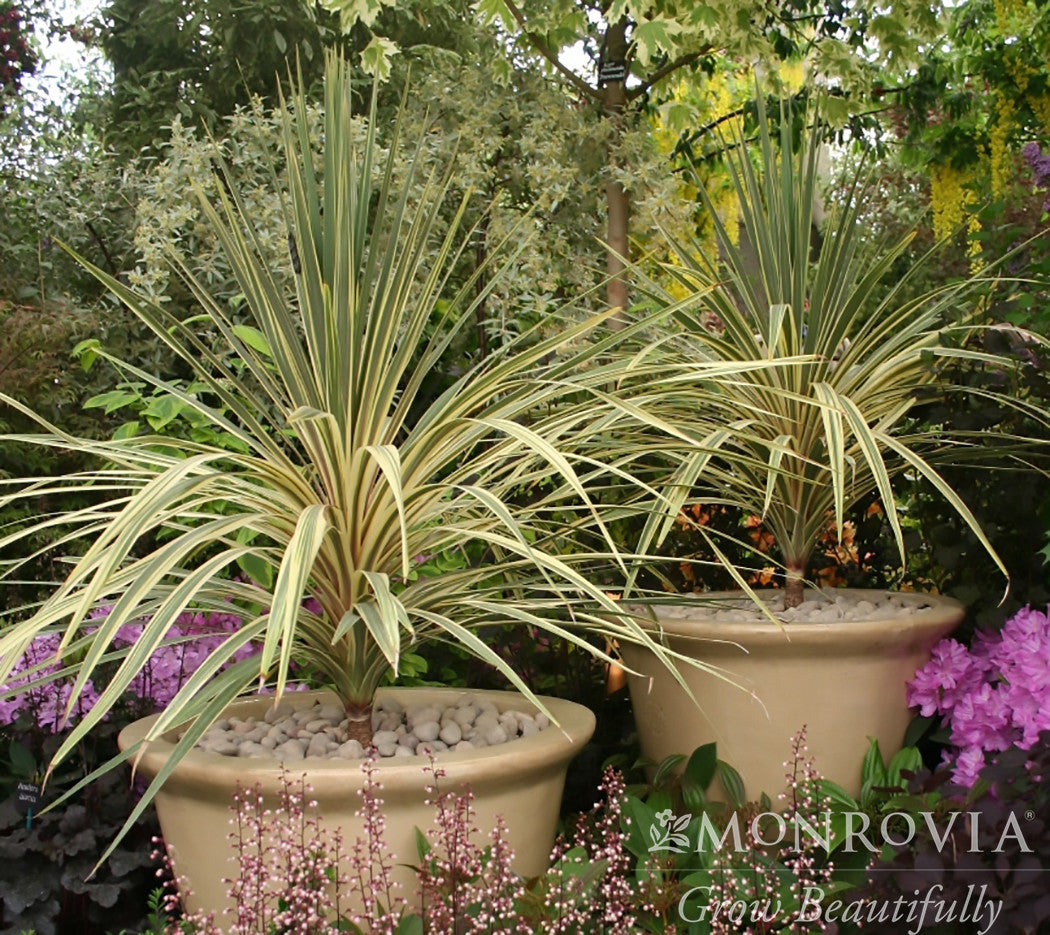 dracaena torbay dazzler Monrovia 1.73-Gallon Cordyline Tor Bay Dazzler in Pot