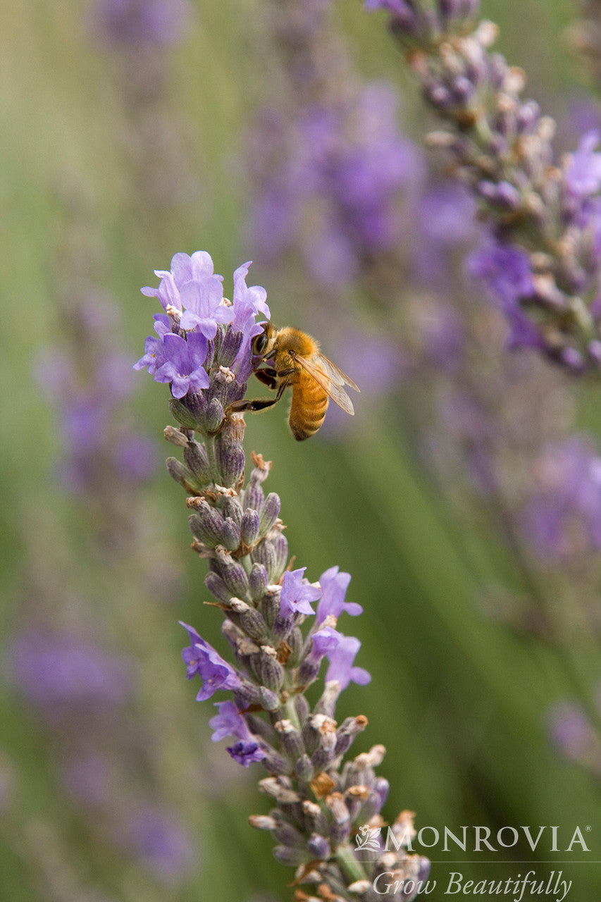 french lavender plant Provence French Lavender