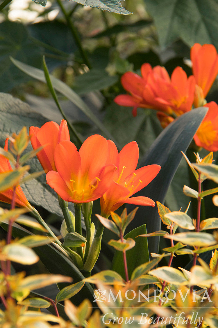 monrovia tiny double you asiatic lily Monrovia Belgian Hybrid Orange Bush Lily in Pot