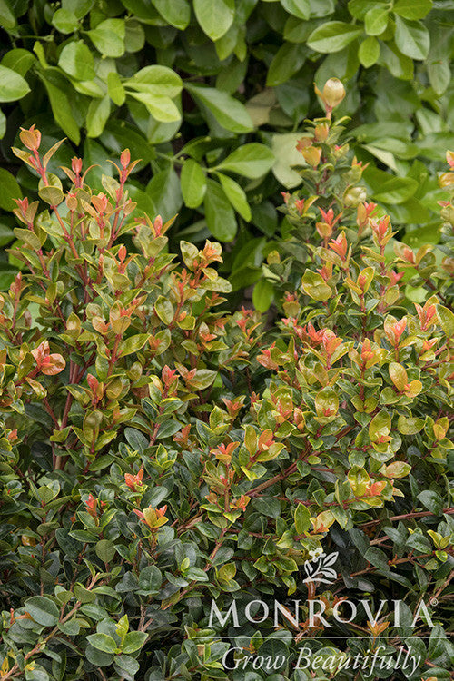 41011EugeniamyrtifoliaOrangeTw