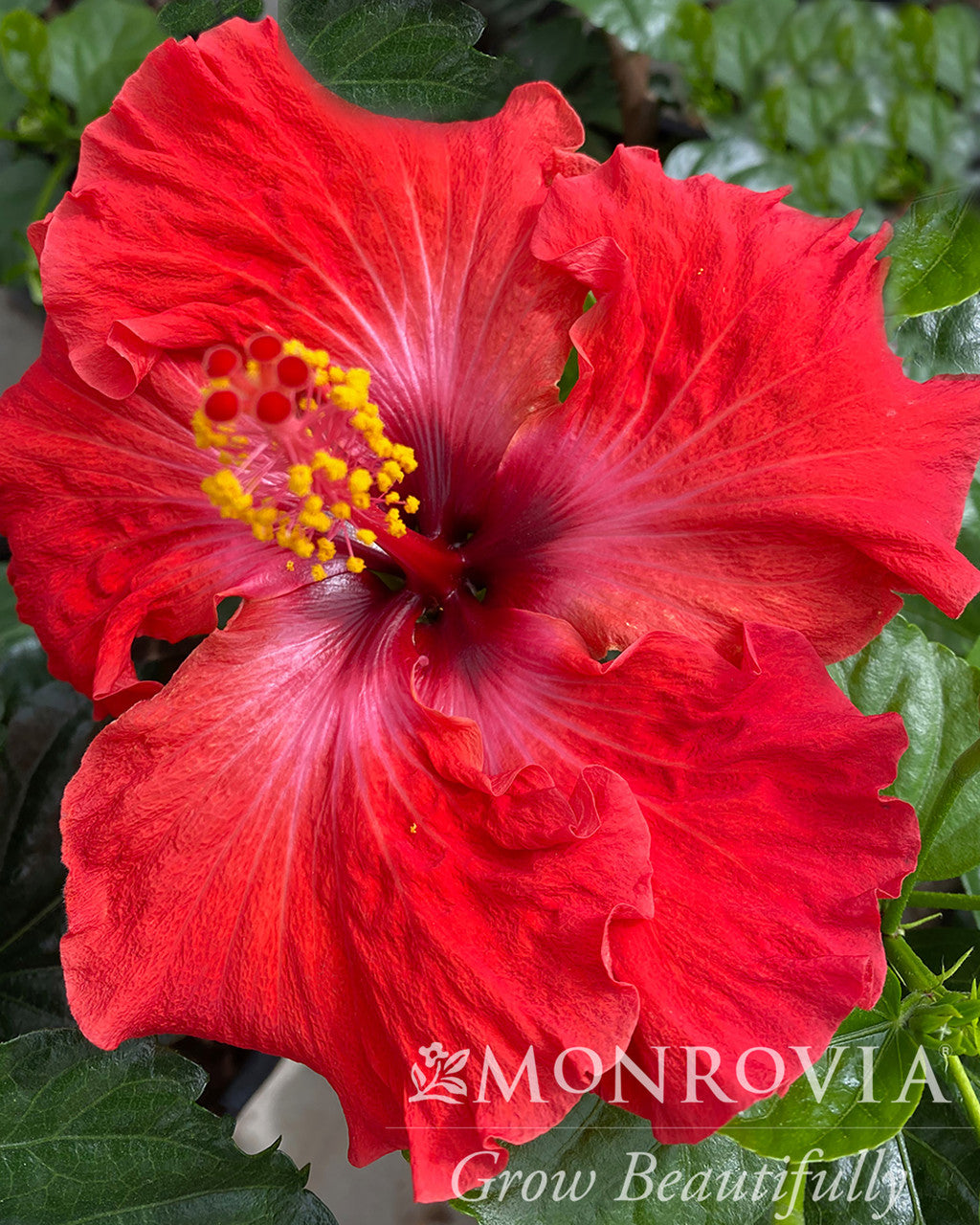 Jazzy Jewel® Ruby Hibiscus - Monrovia – Armstrong Garden Centers