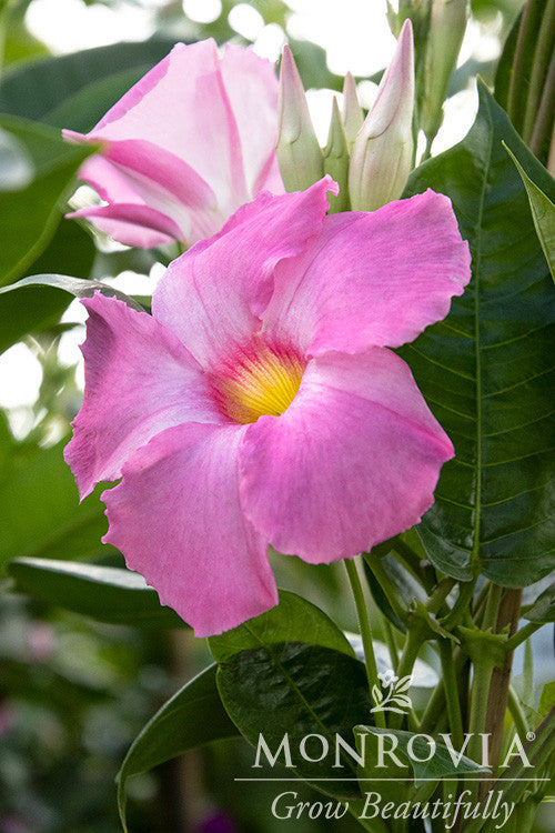 Sun Parasol® Giant Pink Mandevilla - Monrovia – Armstrong Garden