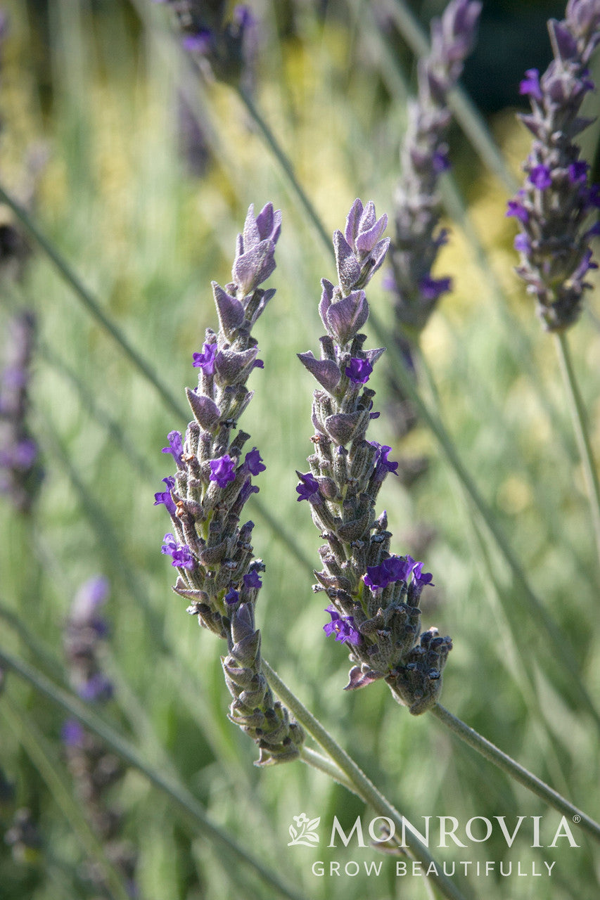 french grey lavender plant Goodwin Creek Gray Lavender