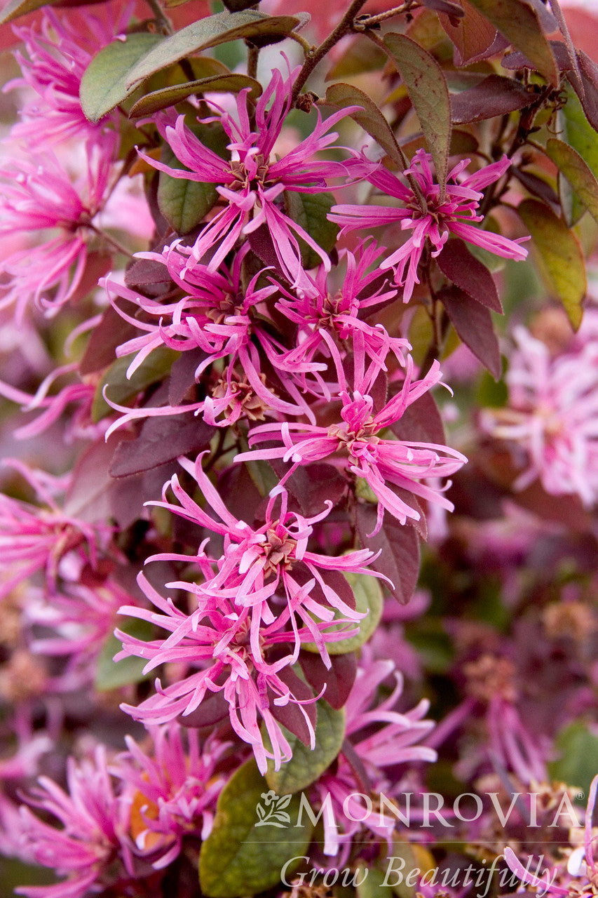 Sizzling Pink Fringe Flower - Monrovia – Armstrong Garden Centers