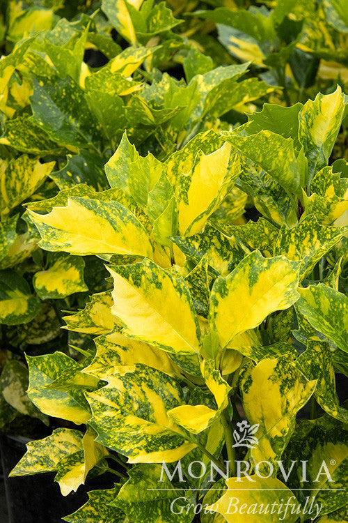 Sunny Daze® Japanese Laurel - Monrovia – Armstrong Garden