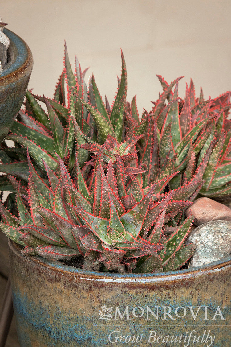 Christmas Carol Aloe - Monrovia – Armstrong Garden Centers
