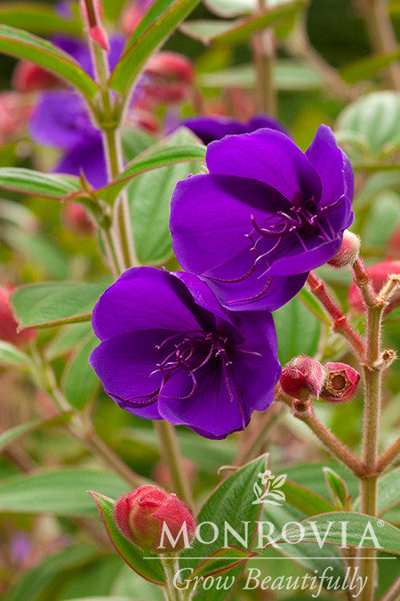 Princess Flower - Monrovia 5 gallon