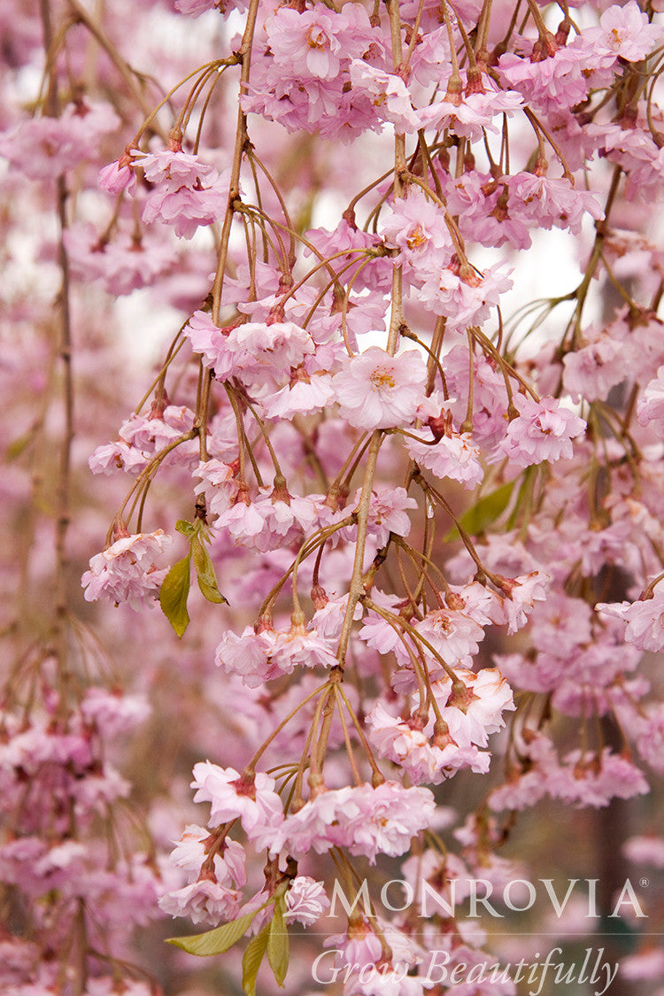 Double Weeping Rosebud Cherry Monrovia Armstrong Garden Centers double-weeping-rosebud-cherry-monrovia-armstrong-garden-centers