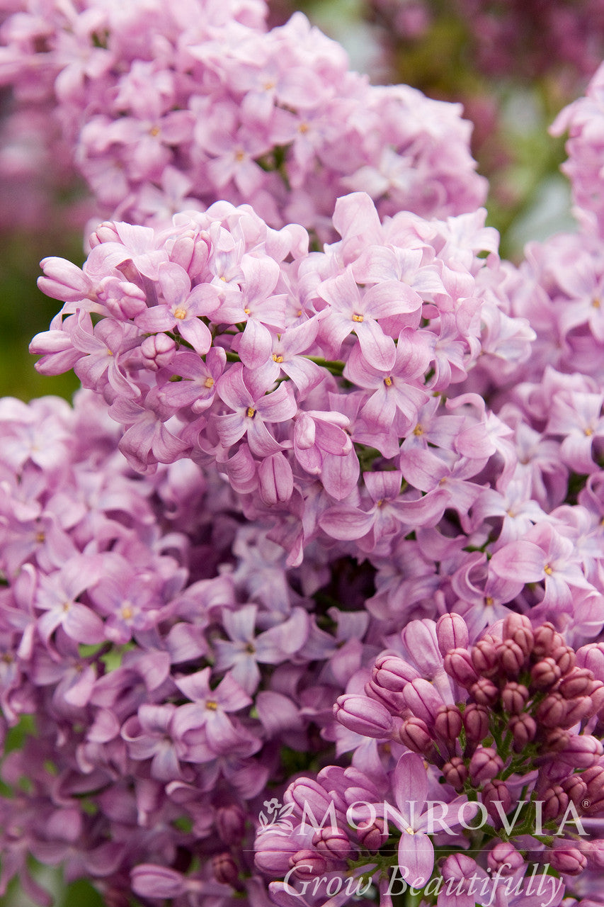 Lavender Lady Lilac - Monrovia – Armstrong Garden Centers