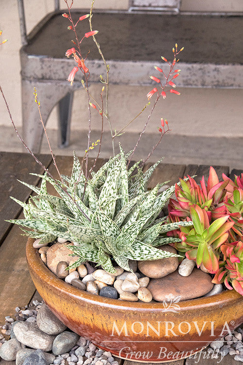 831 succulents Retro Succulents Guido Aloe