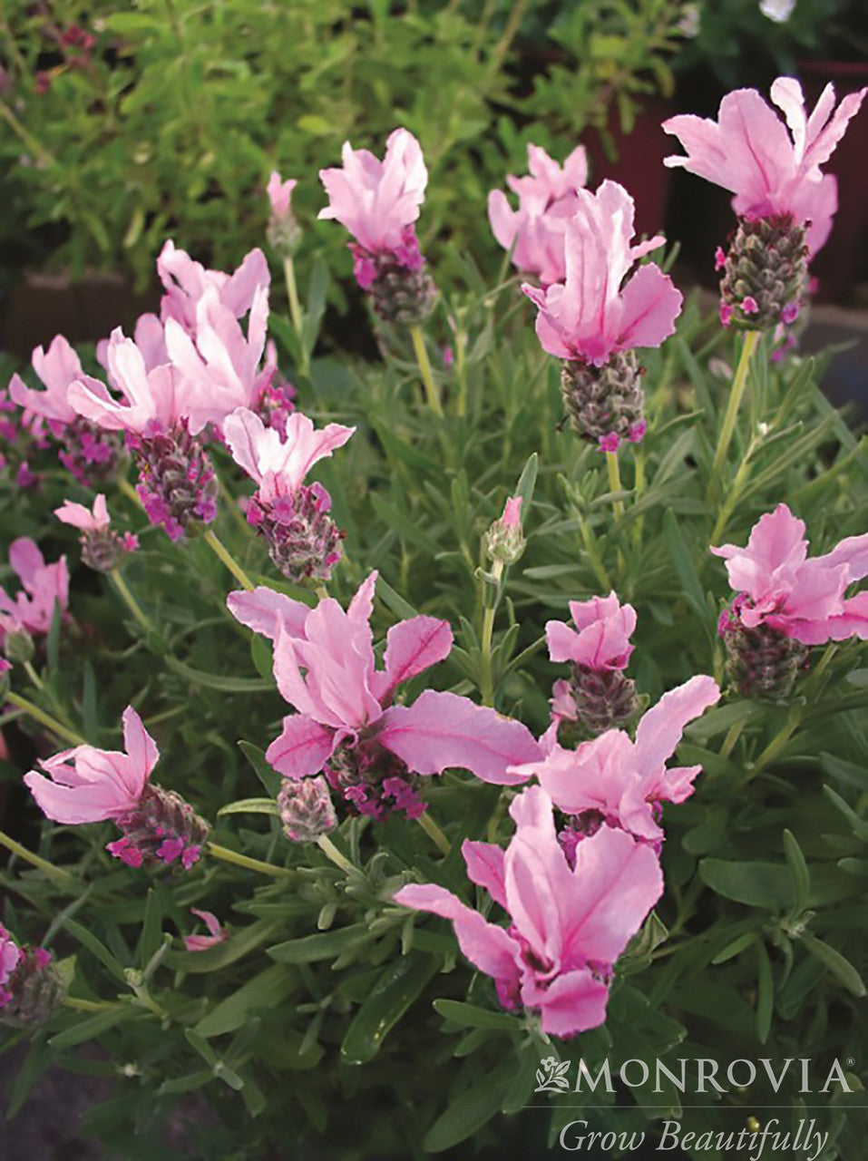 lavender plant monrovia With Love Lavender