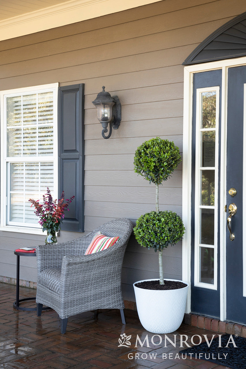 9265Ilexx_2527RutHol1_2527Emer