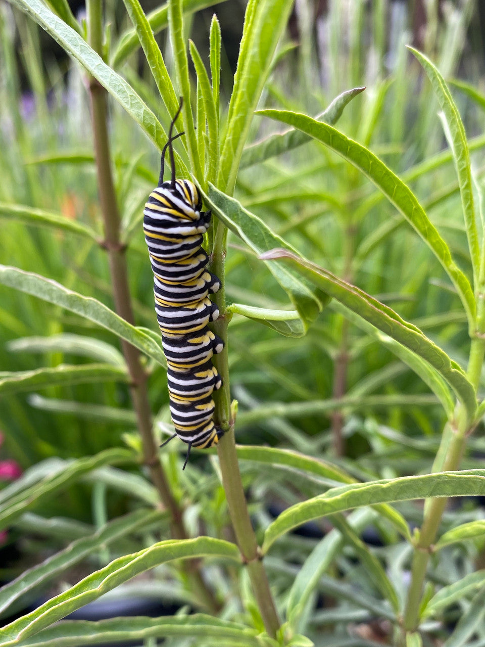 Narrow Leaf Milkweed - Native – Armstrong Garden Centers