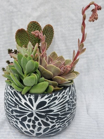 dst potted succulent Black and White Flower Pot With Succulents 6 inch