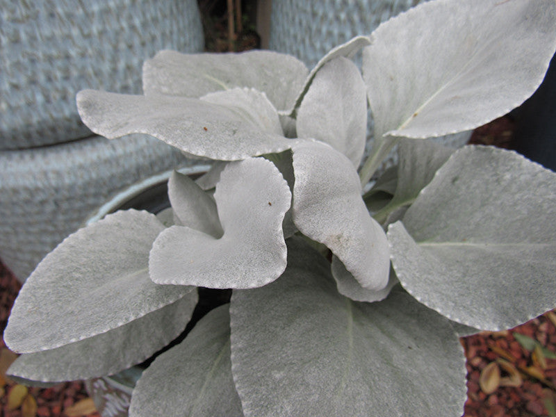Senecio candicans 'Angel Wings' – Armstrong Garden Centers