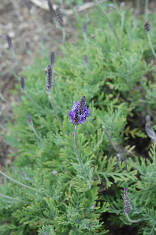 pinata lavender plant Lavandula pinnata