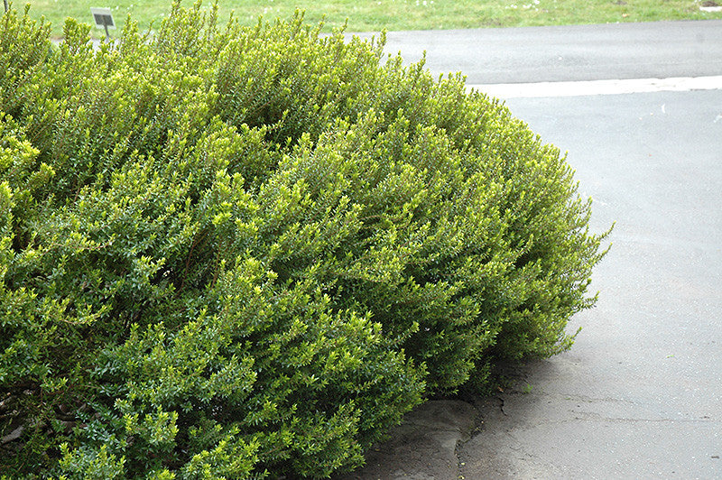 myrtle communis indoor plant Myrtus communis 'Compacta' – Armstrong Garden Centers
