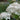 Sister Theresa Hydrangea
