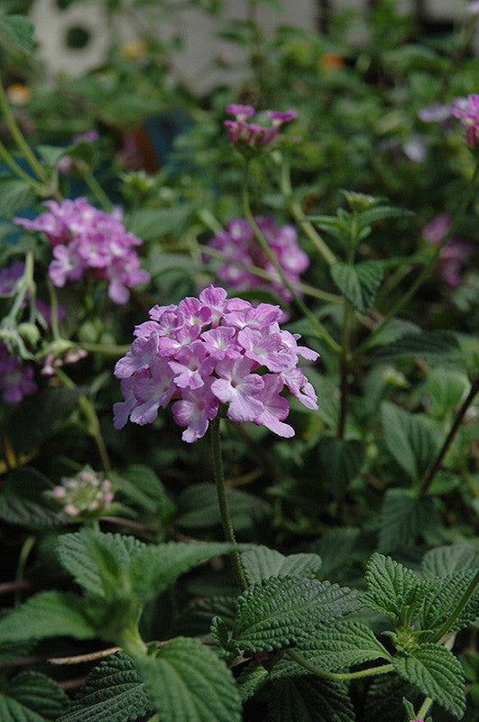 trailing lavender lantana plant Lavender Swirl Lantana – Armstrong Garden Centers