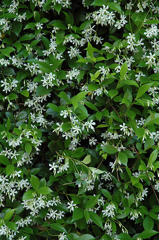 trailing jasmine indoor plant Star