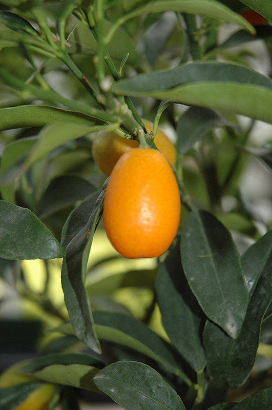 Citrus kumquat 'Nagami' – Armstrong Garden Centers