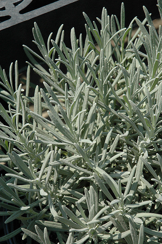 french lavender phenomenal plant Phenomenal Lavender – Armstrong Garden Centers