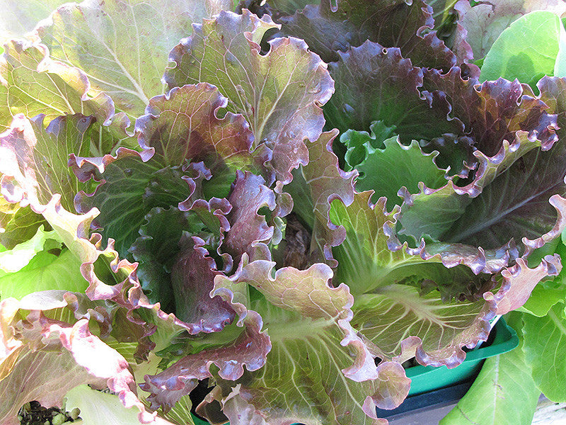 Sierra Lettuce – Armstrong Garden Centers