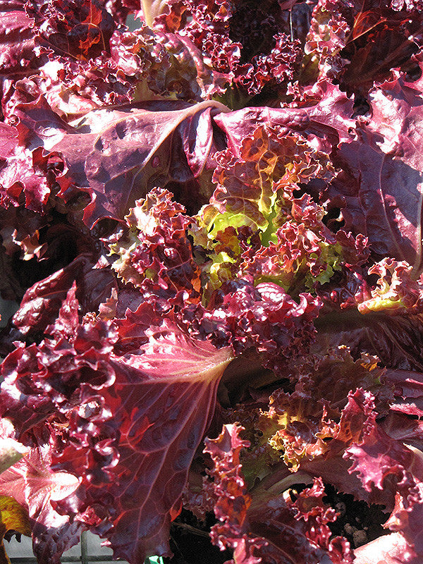 Lollo Rosso Lettuce – Armstrong Garden Centers
