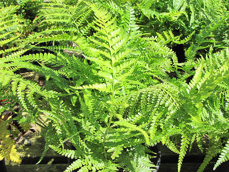 lace fern indoor plant Lace Fern – Armstrong Garden Centers