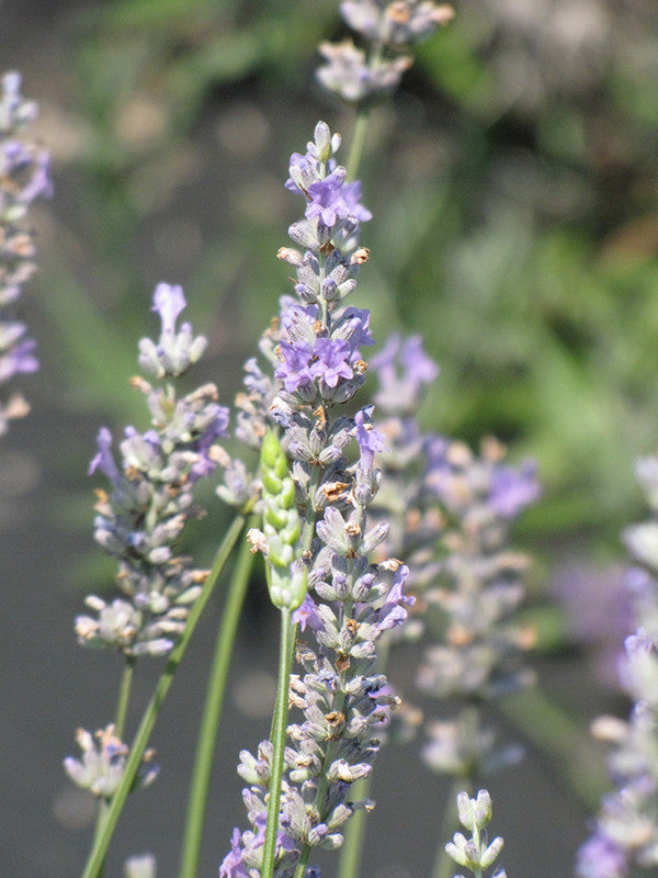 lavender plants for sale b&q Lavandula x intermedia 'Provence' 1 gallon