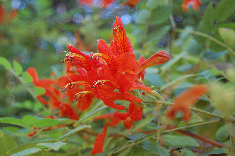 Orange trumpet plant attracts hummingbirds and butterflies Orange trumpet plant attracts hummingbirds and butterflies