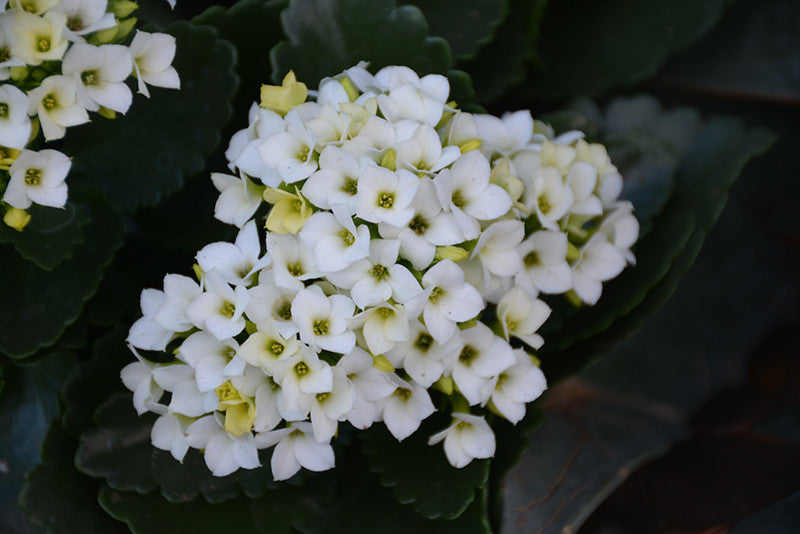 kalanchoe succulent with white flowers White Kalanchoe