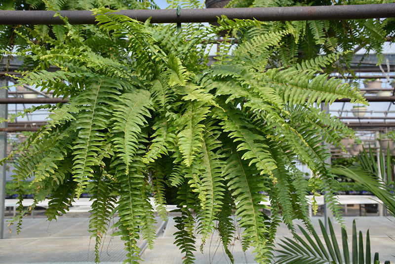 nephrolepis indoor plant Nephrolepis exaltata 5 Gallon