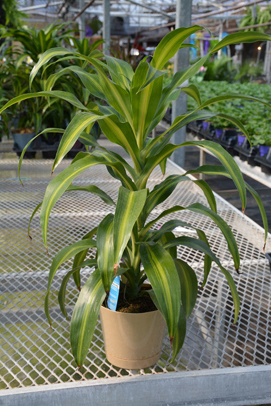 bauer's dracaena palm Hawaiian Sunshine Dracaena – Armstrong Garden Centers