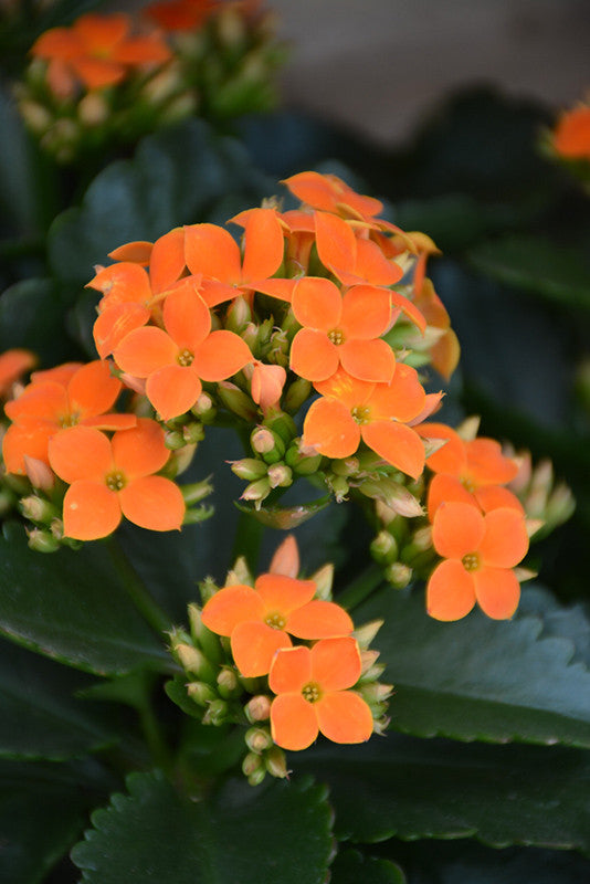 succulent with small orange flowers Orange Kalanchoe