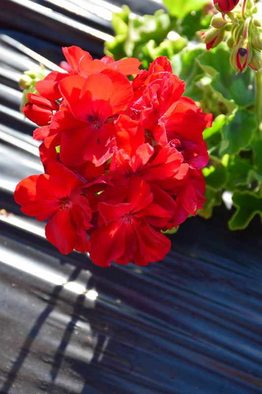 calliope dark red geranium seeds Calliope® Large Dark Red Geranium – Armstrong Garden Centers