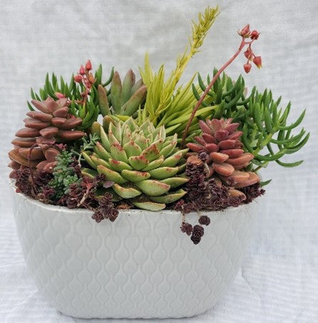 grey succulent pot Grey Oval Tapered Succulent pot