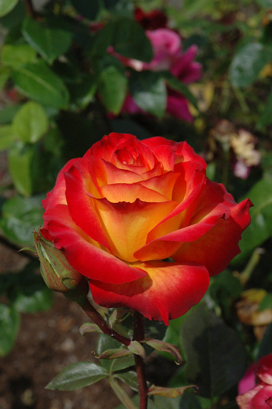 Perfect Moment Rose – Armstrong Garden Centers