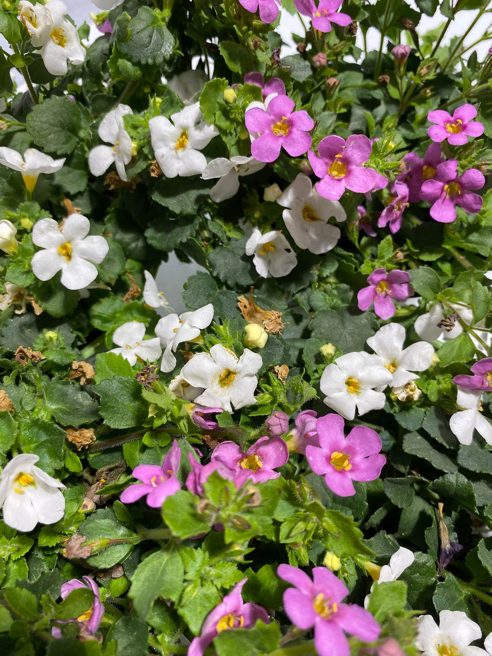Bacopa – Armstrong Garden Centers