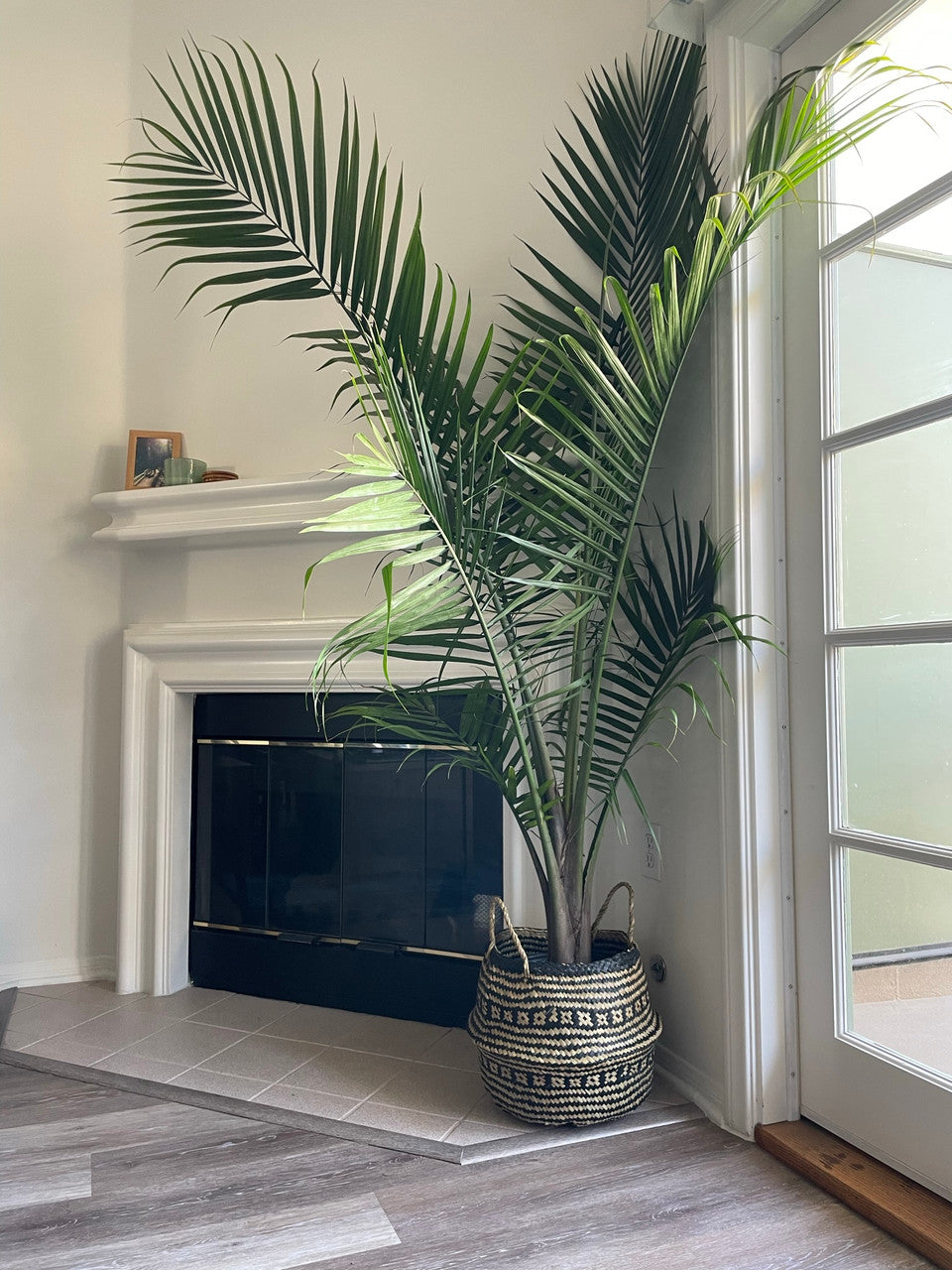 is a majesty palm an indoor plant Ravenea rivularis – Armstrong Garden Centers