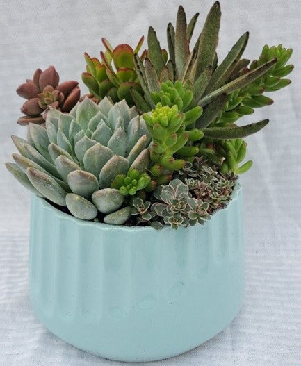 blue succulent planter Imprint Soft Blue Succulent Planter – Armstrong Garden Centers