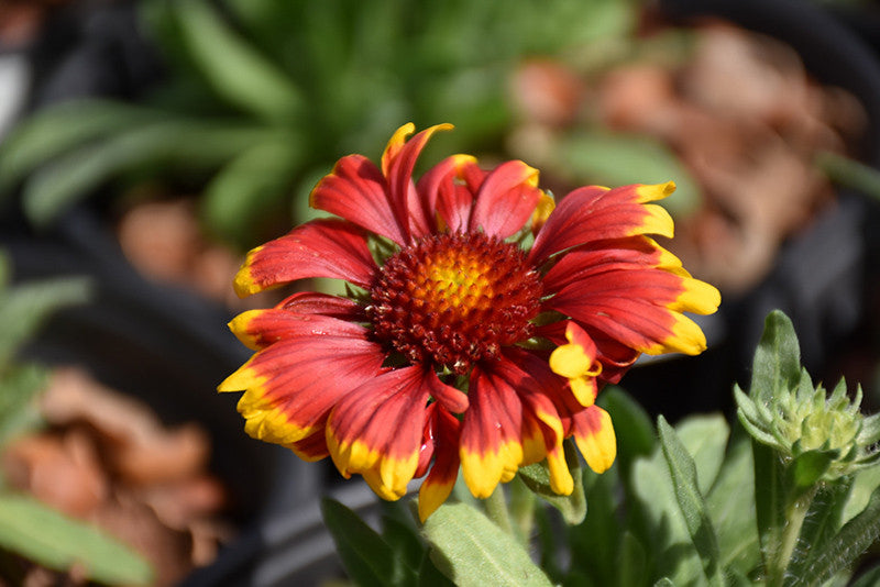 Spintop Red Blanket Flower Gaillardia 'Spintop Red' Ontario Grown