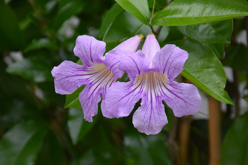 lavender vine plant Lavender Trumpet Vine
