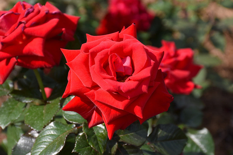 Drop Dead Red Rose – Armstrong Garden Centers
