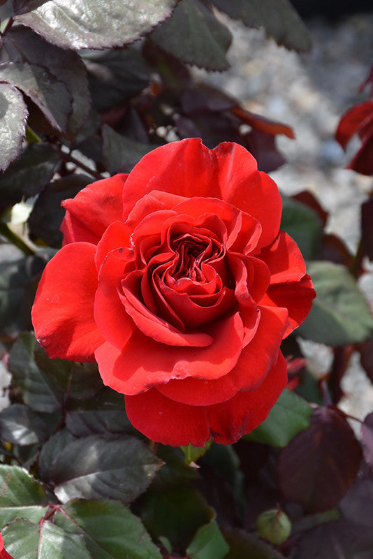 Legends Rose – Armstrong Garden Centers