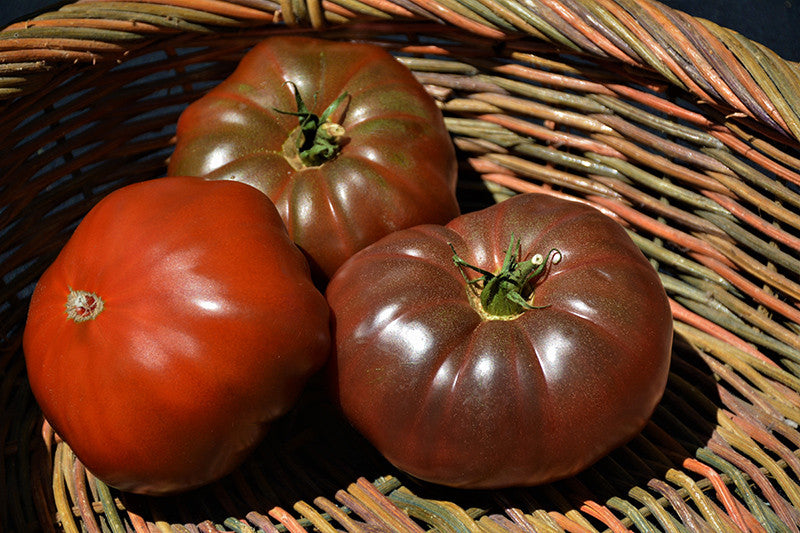 と*け様 新タランチュラ Page & Plant In Japan 6CD+1 Cherokee Purple Tomato – Armstrong Garden Centers