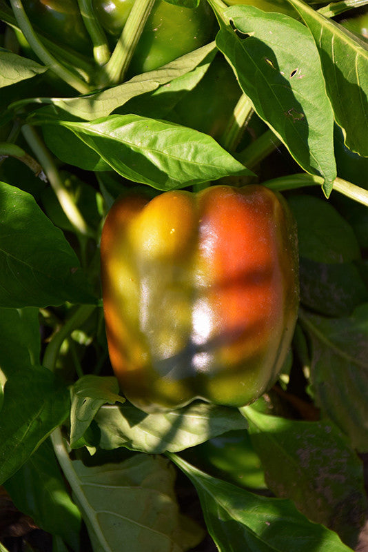 Chocolate Bell Pepper – Armstrong Garden Centers