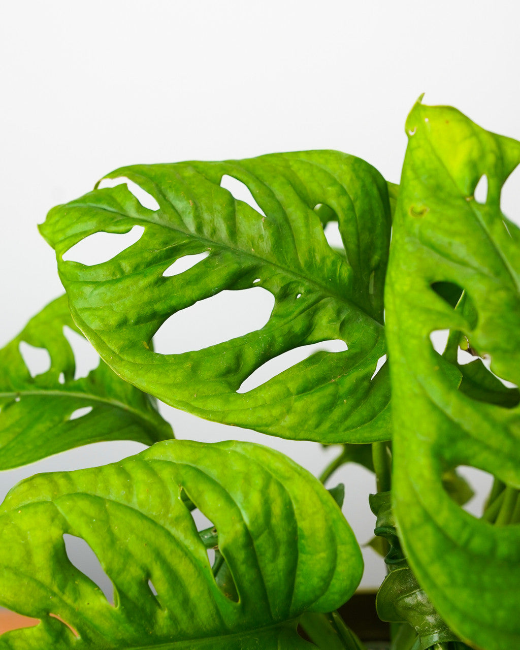 heart leaf philodendron swiss cheese plant Philodendron Swiss Cheese – Armstrong Garden Centers