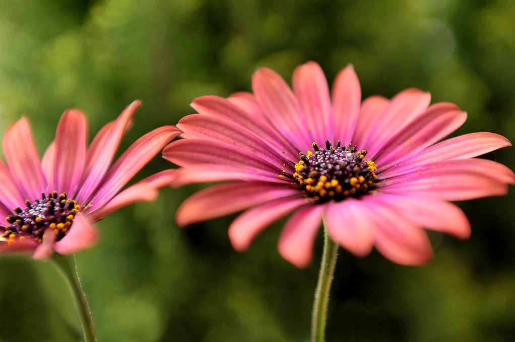 Osteospermum_Serenity_Rose_Mag